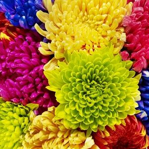 Meet your Posher, Shantal